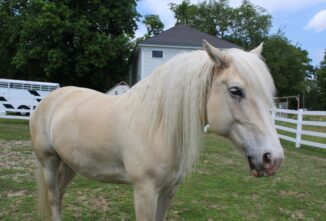 American Horses: Three of Many
